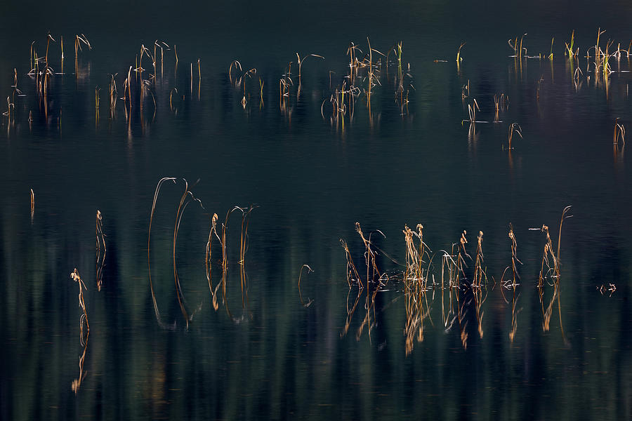 Aquatic Plants in Katzie Marsh Photograph by Michael Russell
