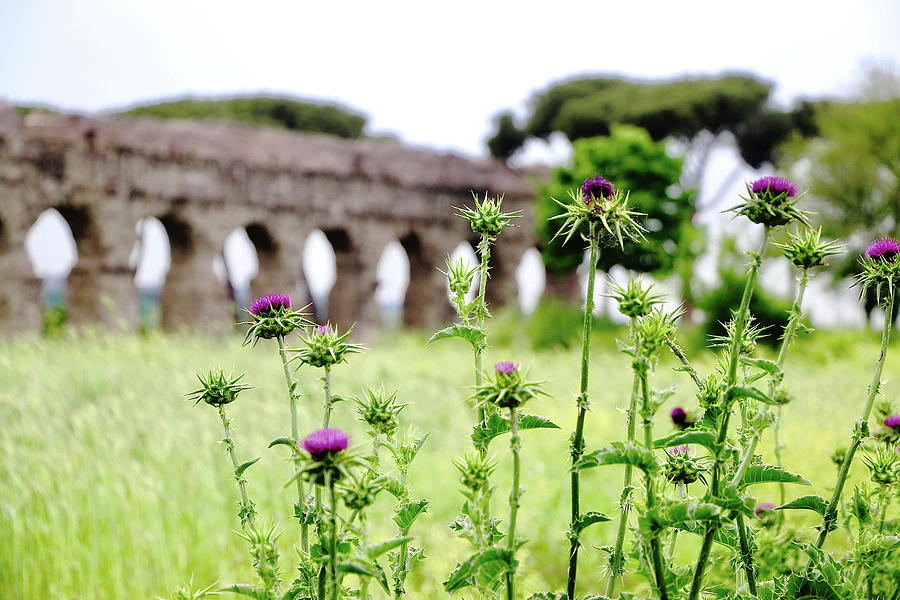 Aqueduct Park Rome 1 Photograph by Jim Albritton