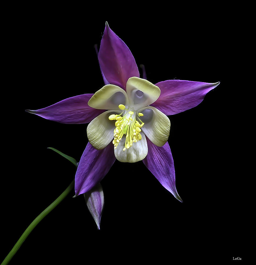Columbine flower Photograph by Loredana Gallo Migliorini