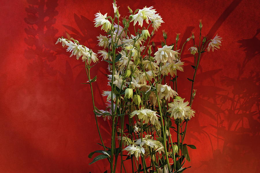 Aquilegia On Red Photograph
