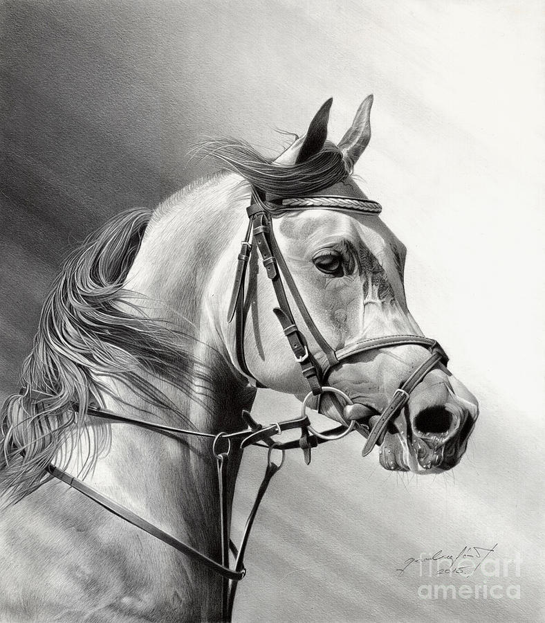 Horse Drawing - Arabian Beauty by Miro Gradinscak