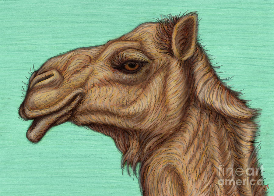 Arabian Camel  Painting by Amy E Fraser