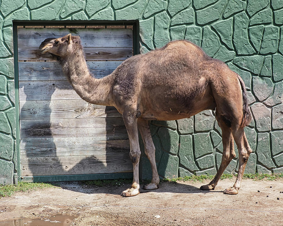 Arabian Camel Photograph by Scott Olsen