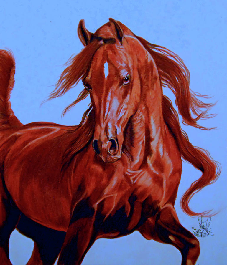 Arabian Red  #100-65 Drawing