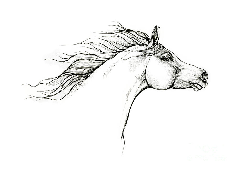 Arabian Horse 2020 10 01 Drawing