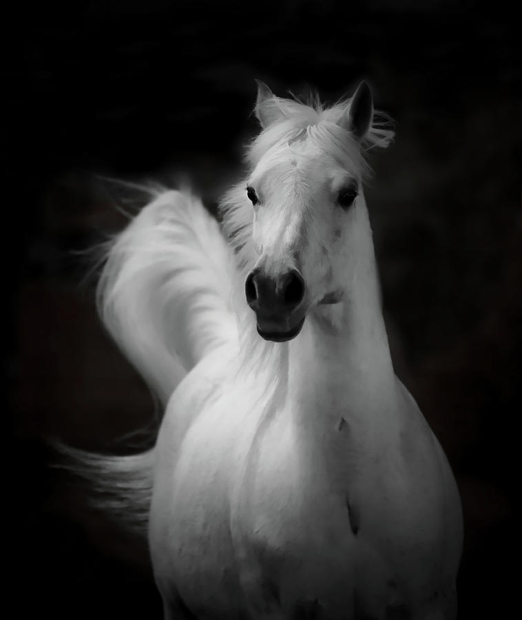 Arabian Horse Art II Photograph