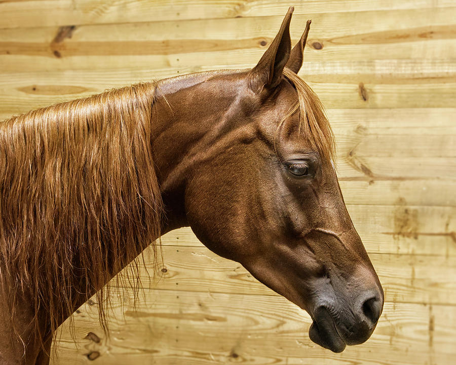 Arabian Horse Photograph by Deborah Ritch