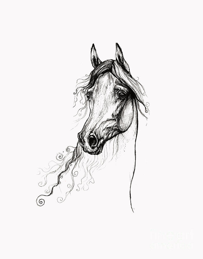 Arabian Horse Drawing 17 Drawing