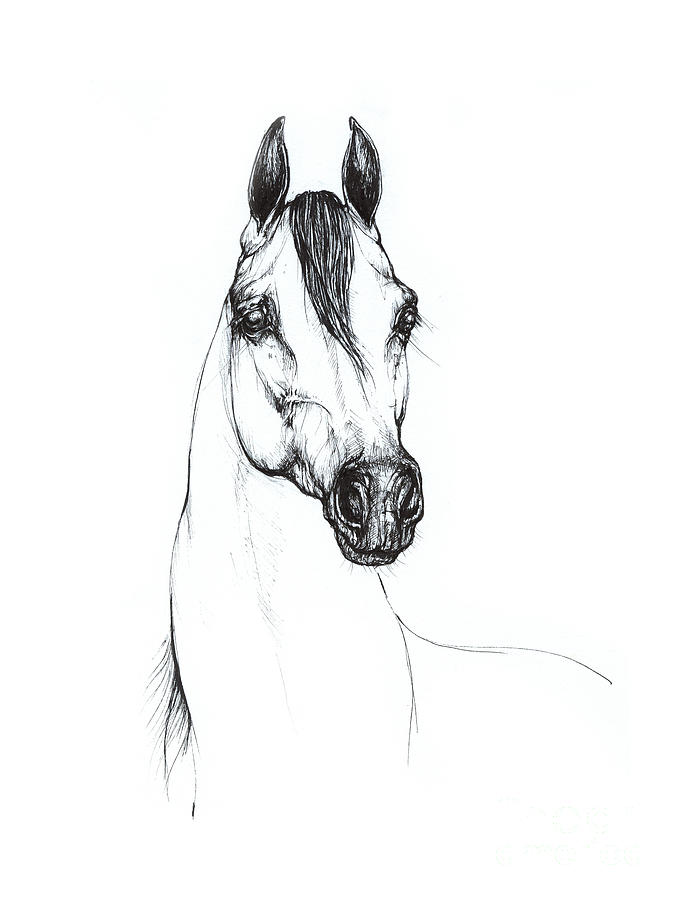 Arabian Horse Drawing 29 Drawing by Ang El