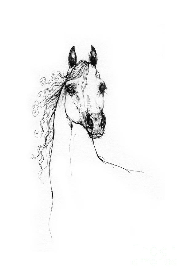 Arabian Horse Drawing 30 07 2013 Drawing
