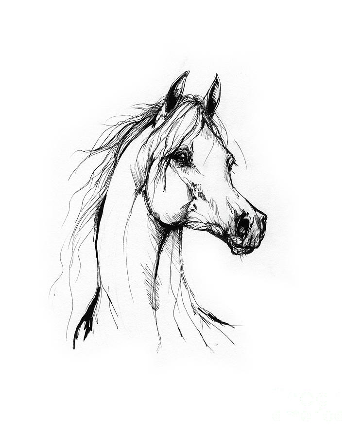 Black wind￼ Arabian horse sketch covered with oil silver￼ | eBay