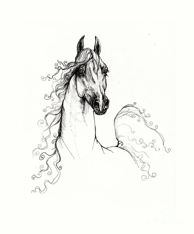Arabian Horse Drawing 41 Drawing