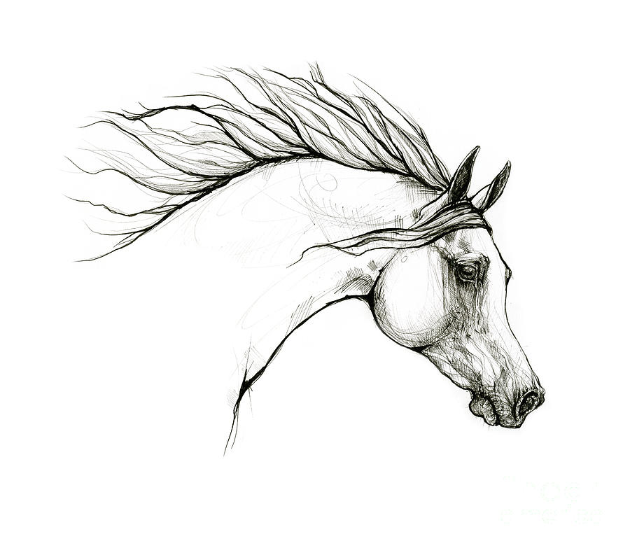 Arabian horse head 20 09 27 Drawing by Ang El