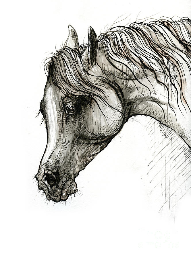Arabian Horse Dimensions & Drawings | Dimensions.com
