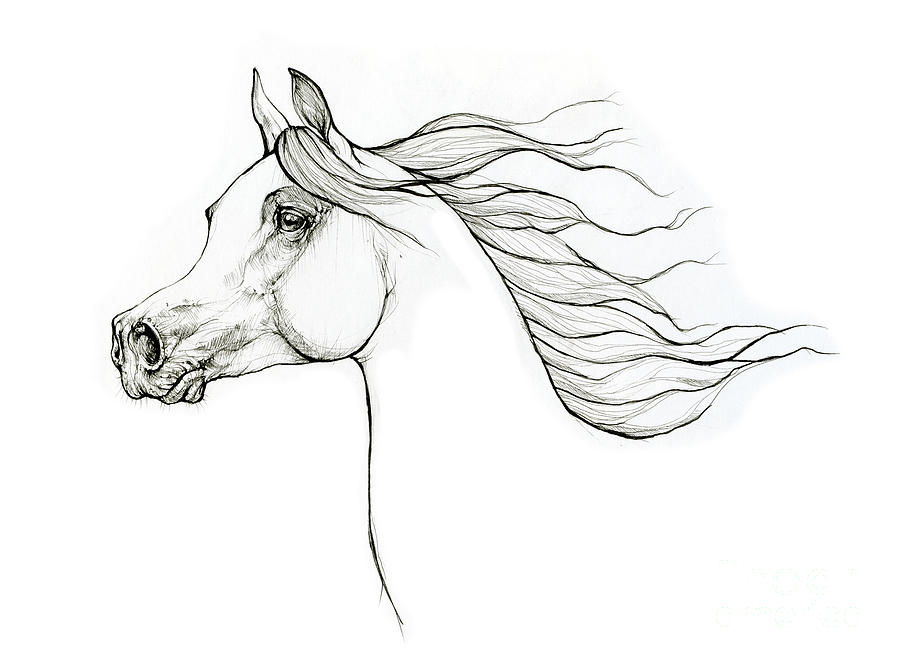 arabian horse, arabian horse art drawing' Poster | Spreadshirt