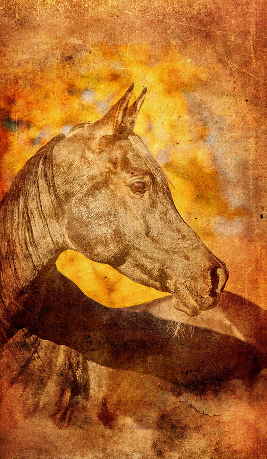 Arabian horse portrait blended on old paper Digital Art by Nicko Prints