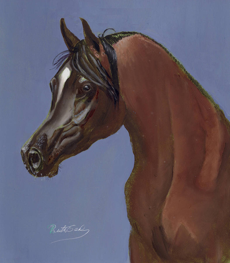 Horse Painting - Arabian Horse Portrait by Ruth Seal