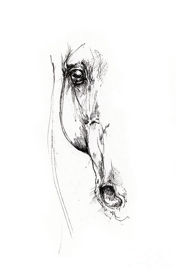Arabian Horse Sketch 2014 05 24 D Drawing