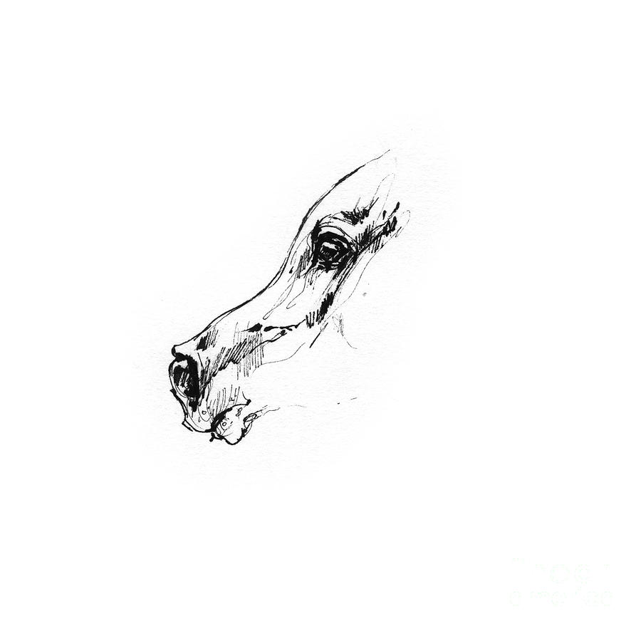 Arabian Horse Sketch 2014 05 24 G Drawing