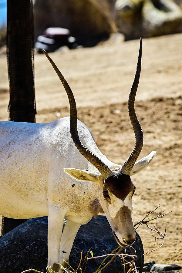 Arabian Oryx Photograph by Ed Stokes