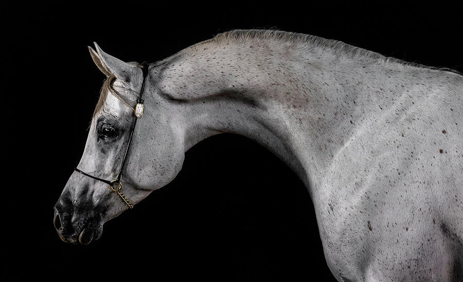 Horse Photograph - Arabian Portrait by Wes and Dotty Weber