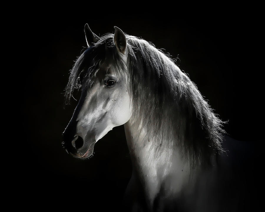 Horse Photograph - Arabian Profile Art by Athena Mckinzie