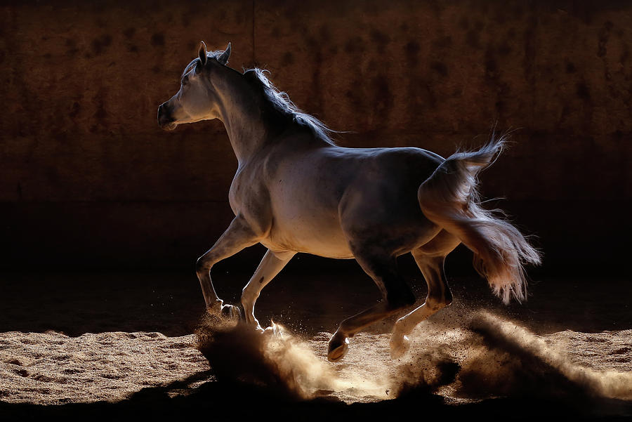Arabian Speed Photograph by Athena Mckinzie