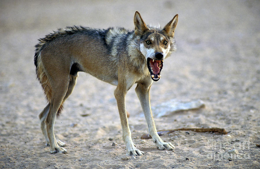 Arabian Wolf Canis Lupus Arabs K2 Photograph