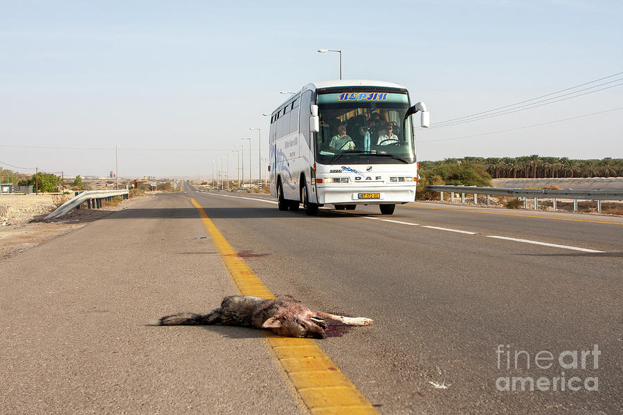 Arabian Wolf Canis Lupus Arabs Road Kill K3 Photograph