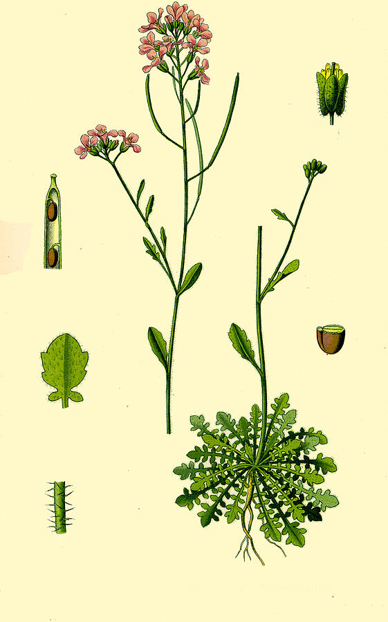 Arabidopsis arenosa Drawing by Otto Wilhelm Thome