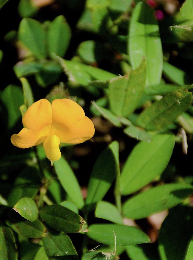 Arachis glabrata Bloom Photograph by Christopher Mercer