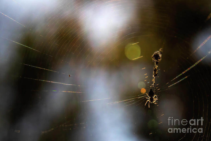 Arachnid Parabola Photograph by Gary Holmes