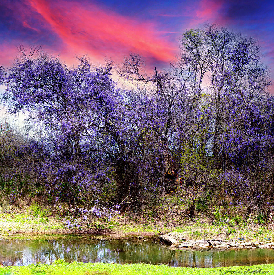 Aragon Georgia Wisteria Sunrise Photograph By Gary Shindelbower Fine