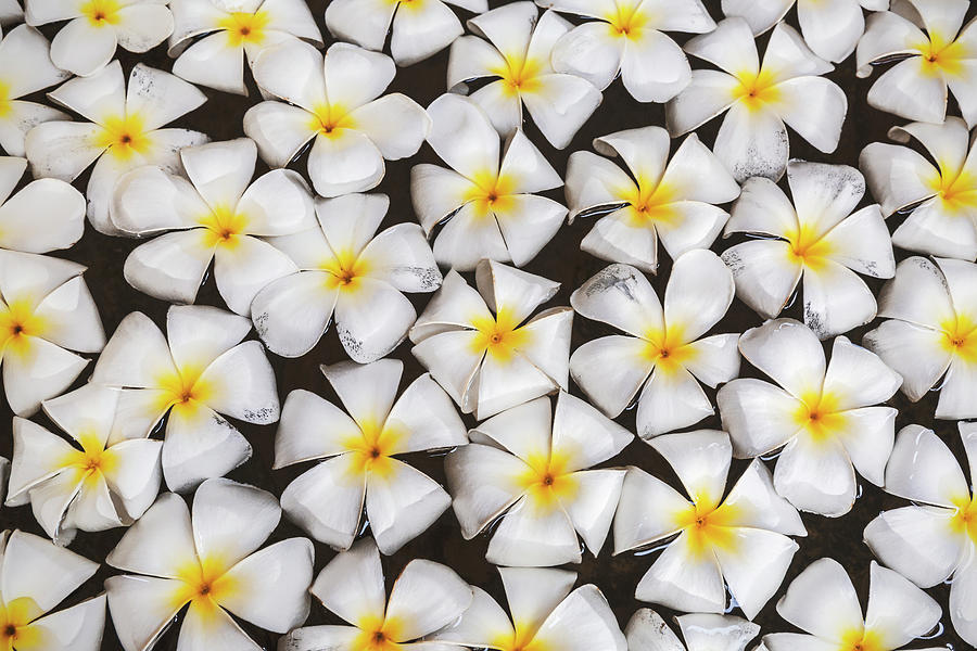 Flower Photograph - Araliya by Andrew Paranavitana