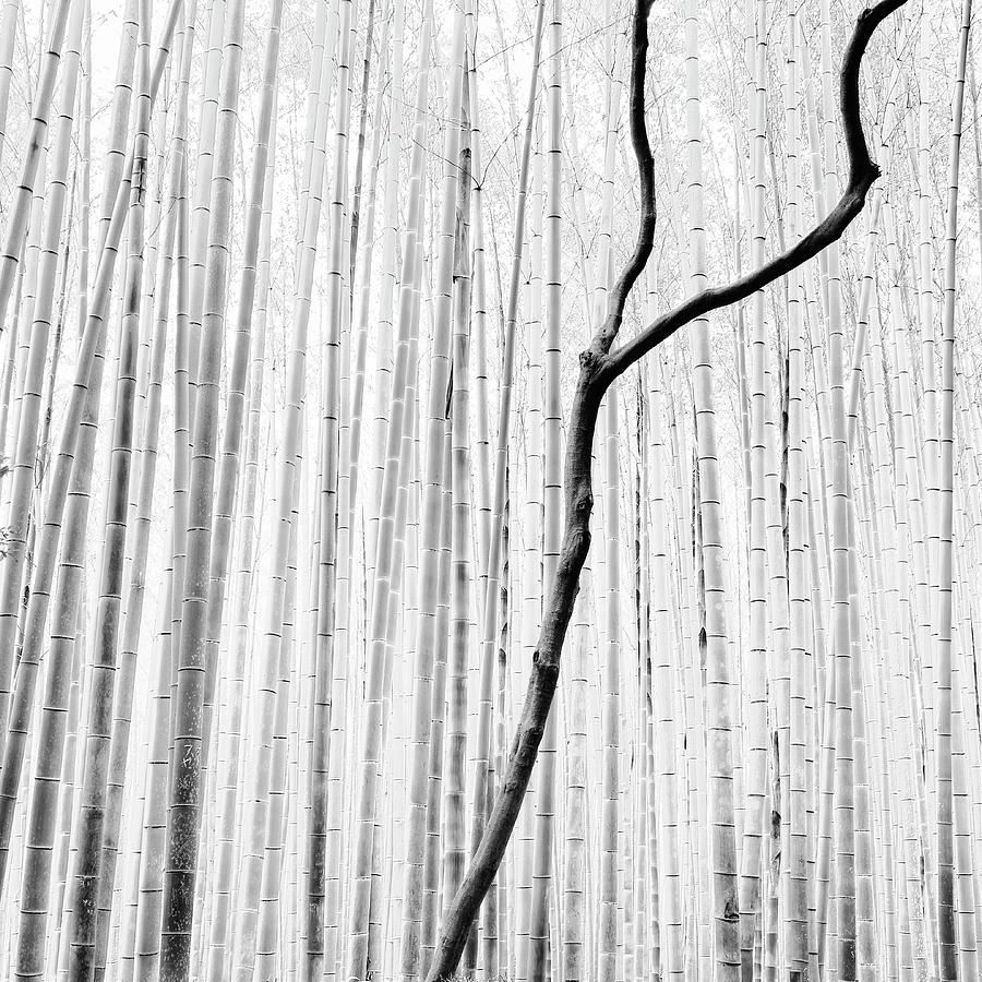 Arashiyama Bamboo Forest. Kyoto, Japan Photograph by Stefano Orazzini