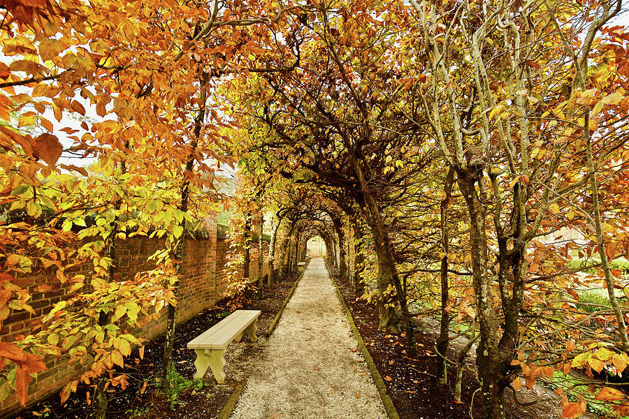 Arbor in Autumn Photograph by Rachel Morrison