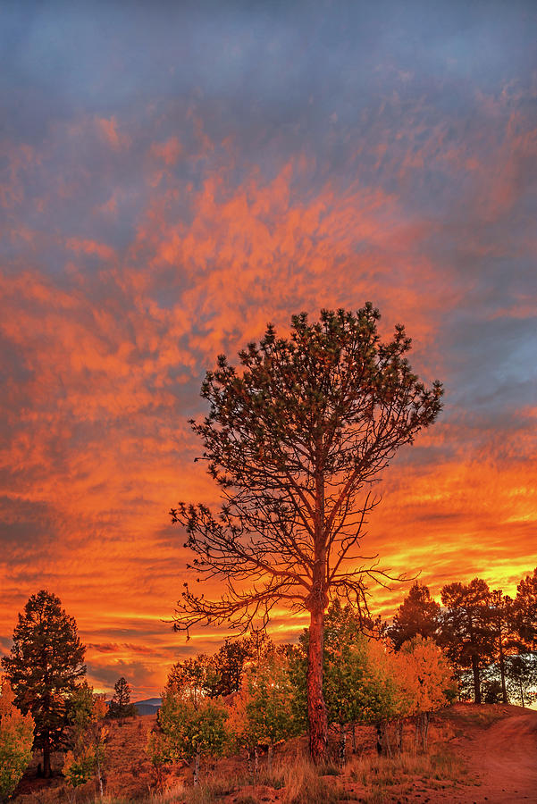 Arbor Is Latin For Tree. Florissant, Colorado Photograph by Bijan Pirnia