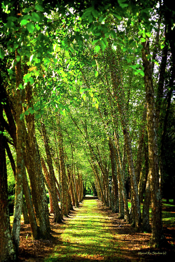 Arbor Path Photograph by Ro Wade - Fine Art America