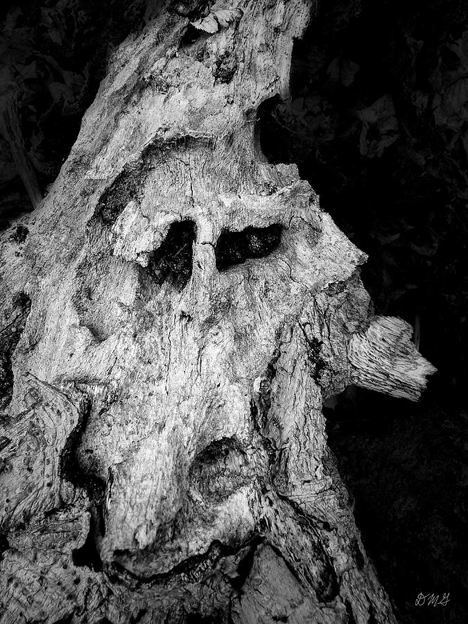 Arboreal Entropy BW Photograph by David Gordon