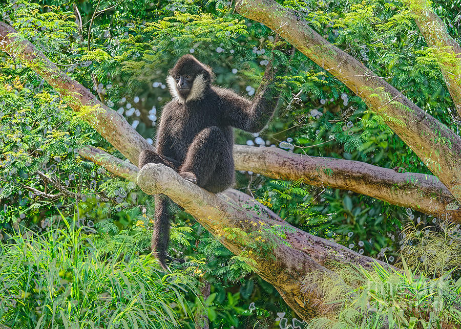 Arboreal Gibbon Photograph by Judy Kay