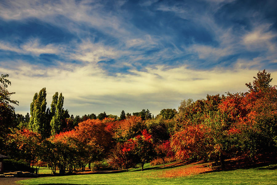 Arboretum Hillside Photograph by David Patterson
