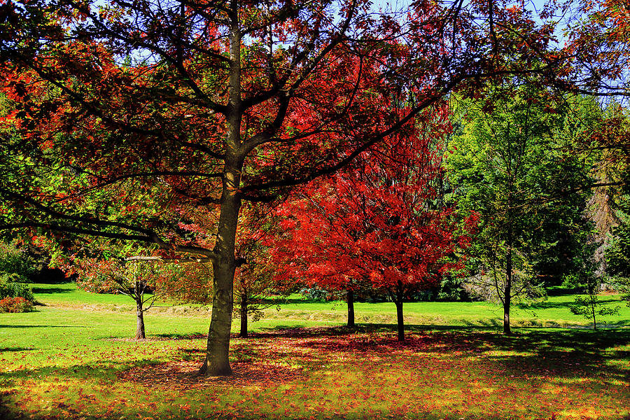 Arboretum in the Fall Photograph by David Patterson