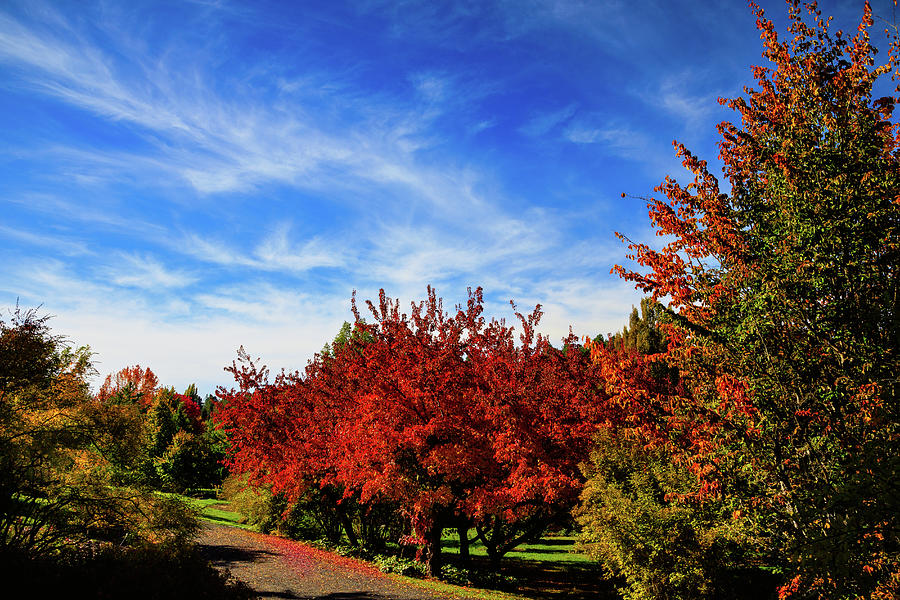 Arboretum Reds Photograph by David Patterson