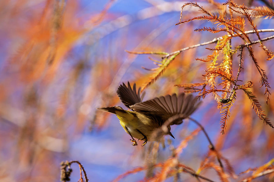 Arcadian Flycatcher by Kevin Banker Arcadian Flycatcher by Kevin Banker