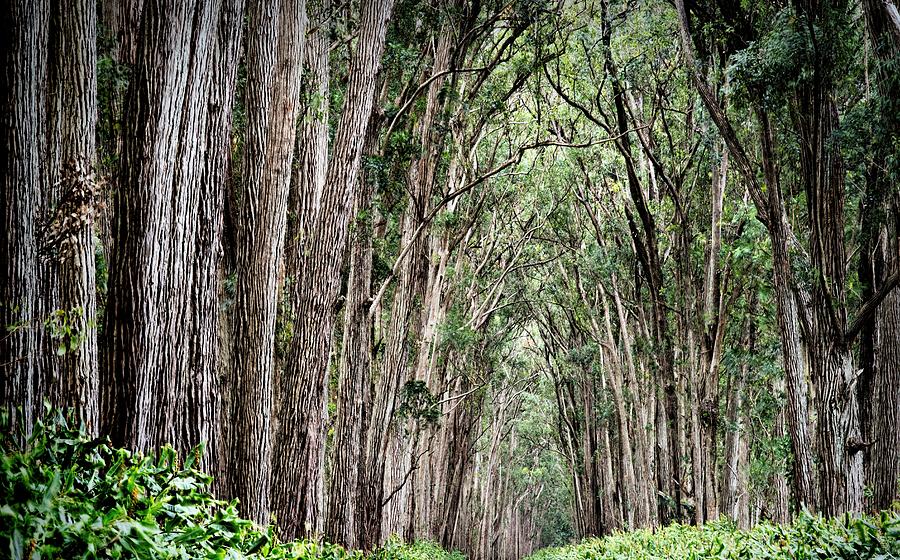 Arch Of Eucalyptus Forest Photograph