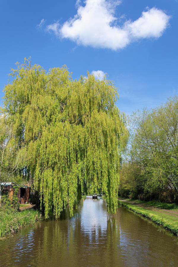 Arch through the willow               Along the Trent and Mersey Photograph by Steev Stamford