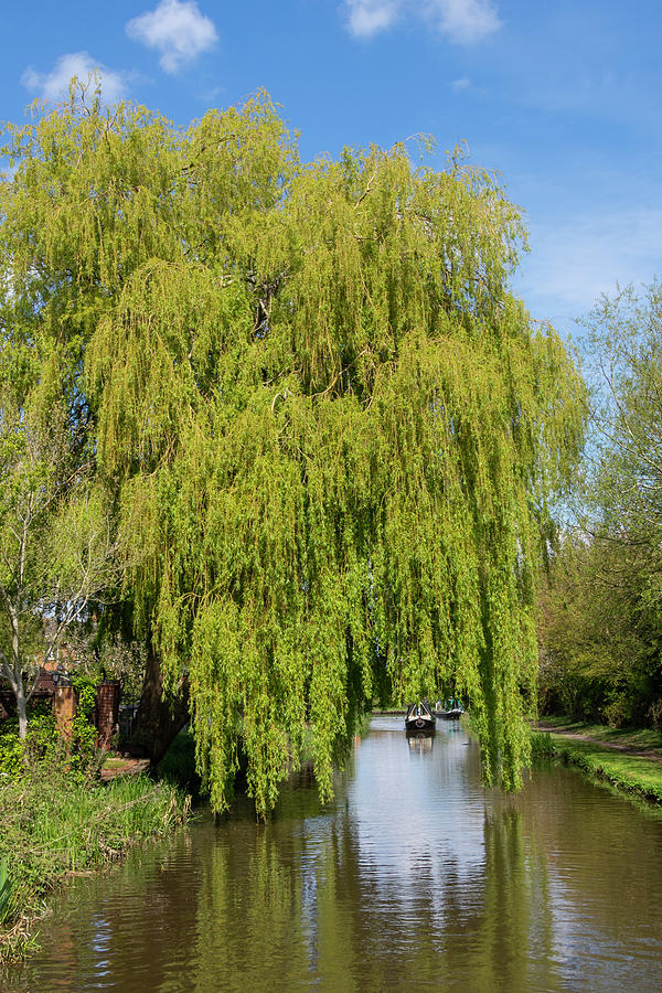 Arch through the willow 2 Photograph by Steev Stamford
