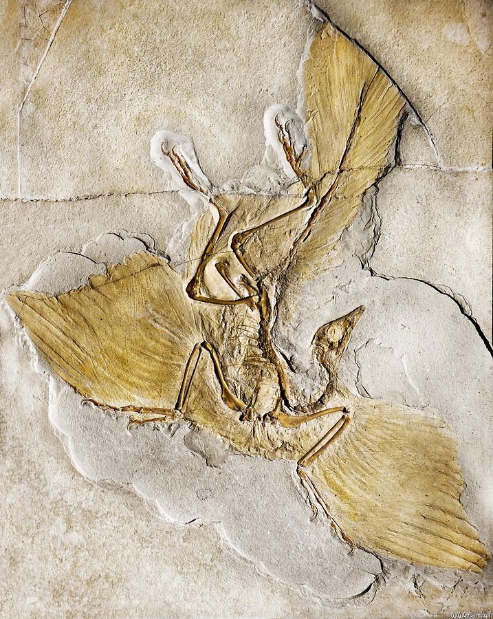 Archaeopteryx Enhanced Photograph by Weston Westmoreland