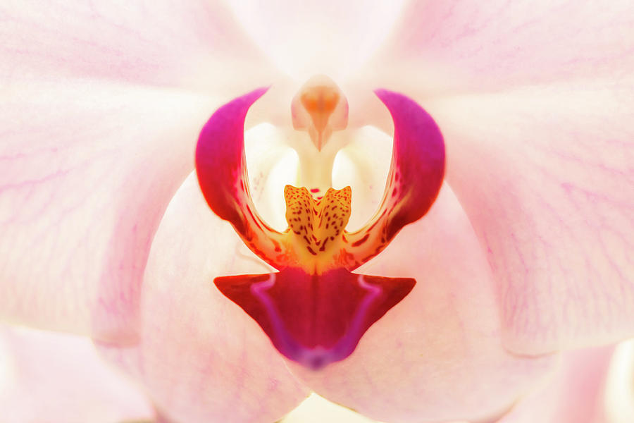 Archangel Orchiel Photograph by Sofian Photography