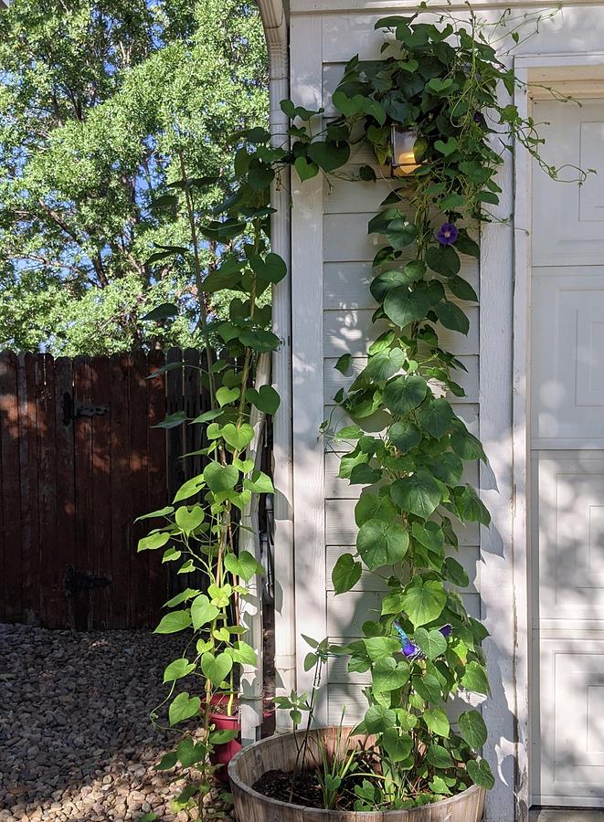 Arched morning glories Photograph by Kari Knapp - Pixels